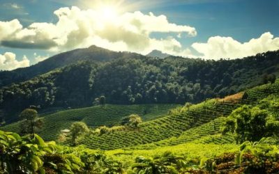 Verão: temperaturas amenas, e picos de calor no café