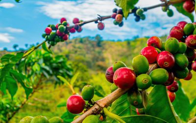 Café: preços recordes e demanda aquecida