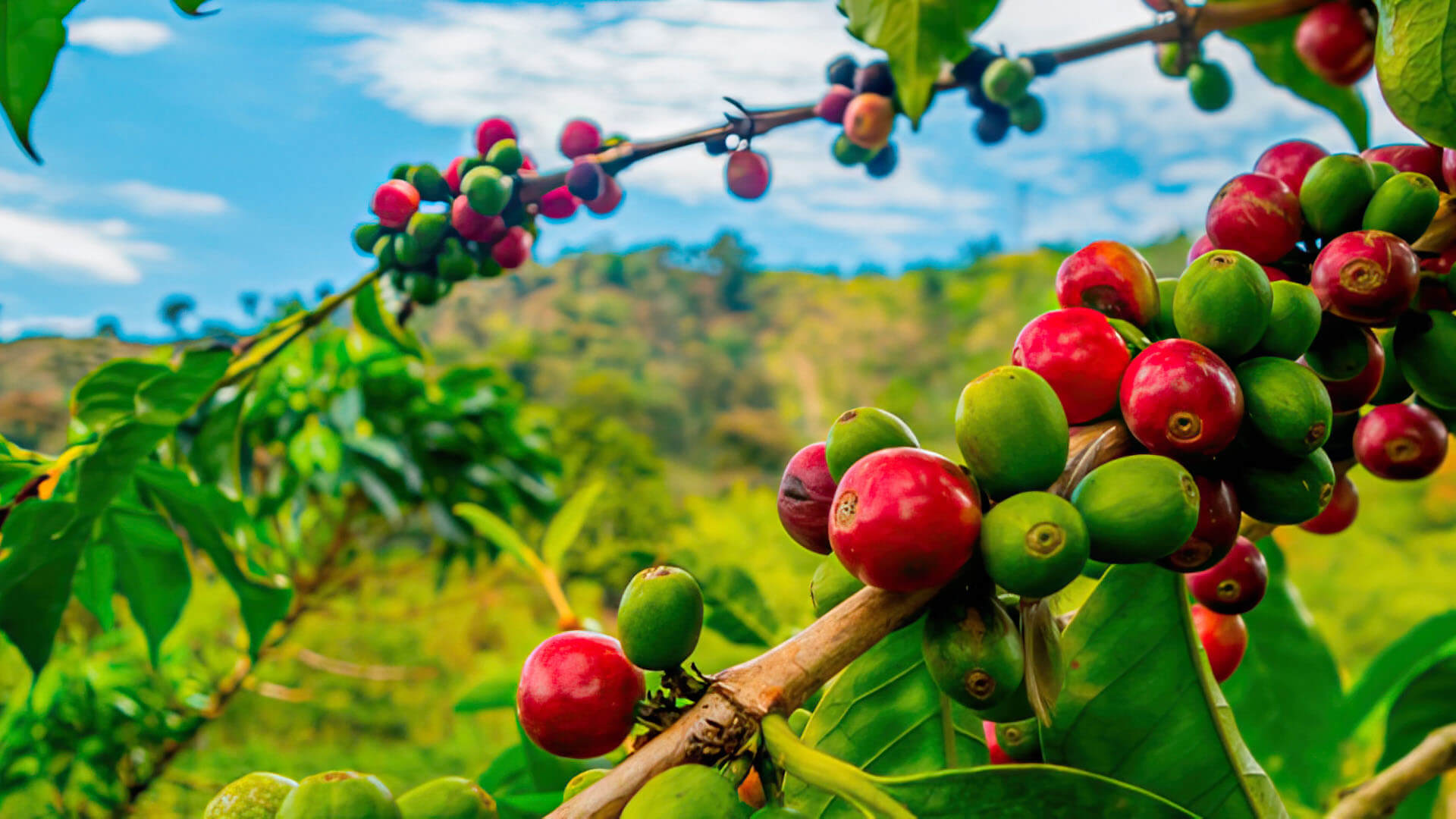 IMAGEM_02_CAPA_cafe-fique-atento-ao-ataque-de-pragas-na-sua-lavoura