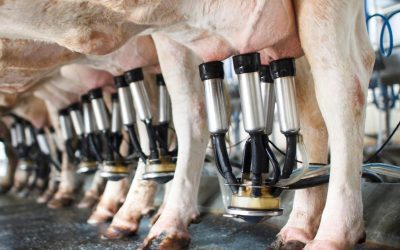 Embrapa apresenta protocolos para reduzir emissões e aumentar carbono na produção de leite