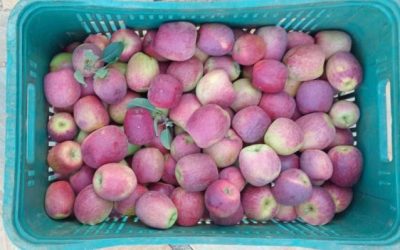 Sul de Minas aposta no cultivo de maçã