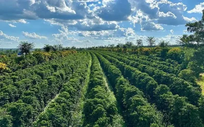 Café: alta nas cotações e oportunidades para o cafeicultor