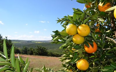 Clima implica em desafios e reestimativa de safra para a citricultura brasileira