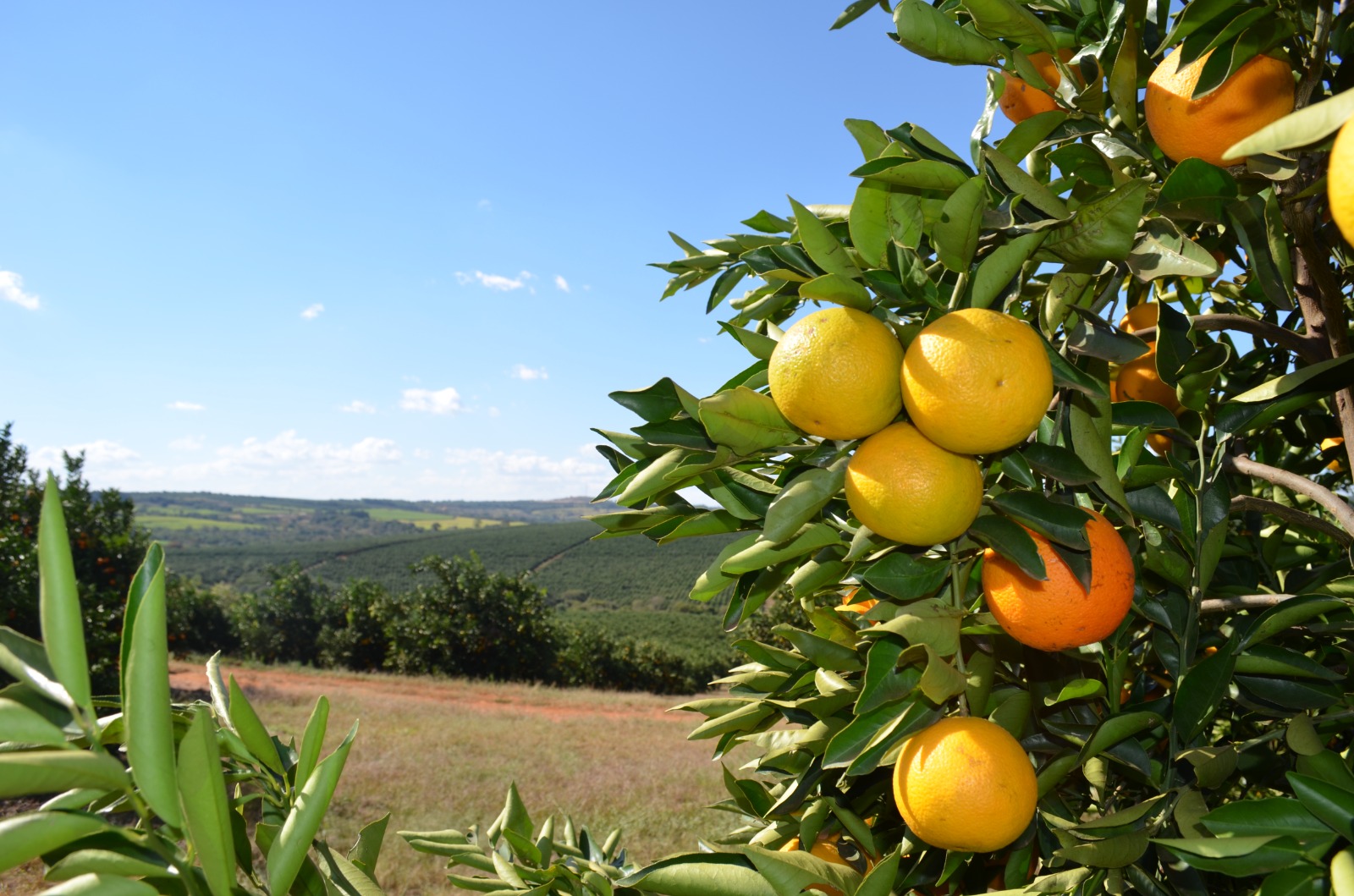 WhatsApp Image 2025-01-17 at 17.16.36 (1)