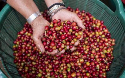 Preço do arábica cai em fevereiro e atinge menor média desde julho de 2025