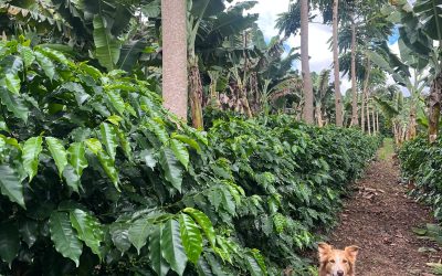 Fazenda do Lobo: referência em sustentabilidade com agrofloresta