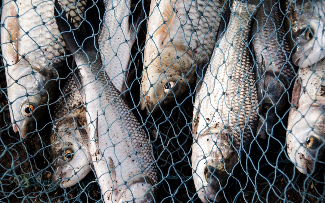 Exportações de piscicultura crescem 138% em 2024