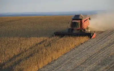 Soja: preços sofrem pressão de baixa e milho mantém bons preços no mercado