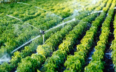 Oeste da Bahia se consolida como maior polo de produção agrícola irrigada do Brasil