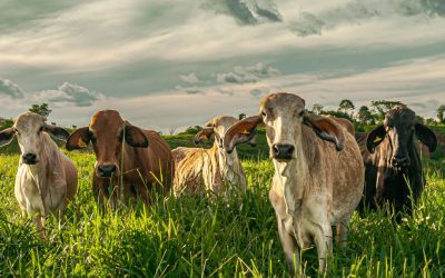 Brasil tem perspectiva de queda na produção de carne