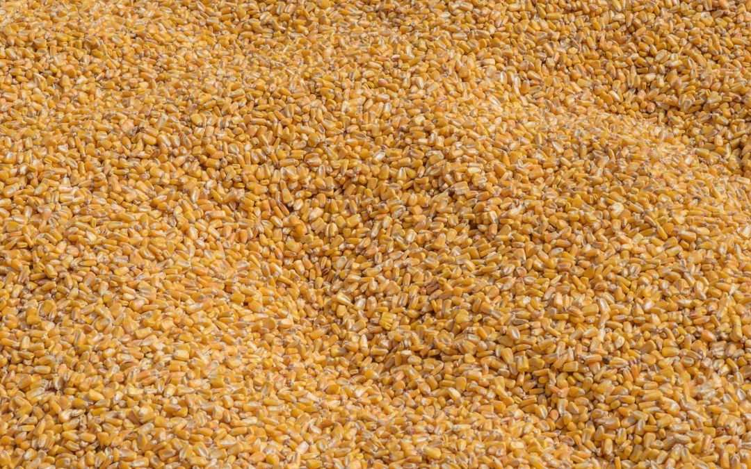 Safrinha 2025: colheita de milho avança 84% no país