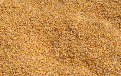 Safrinha 2025: colheita de milho avança 84% no país