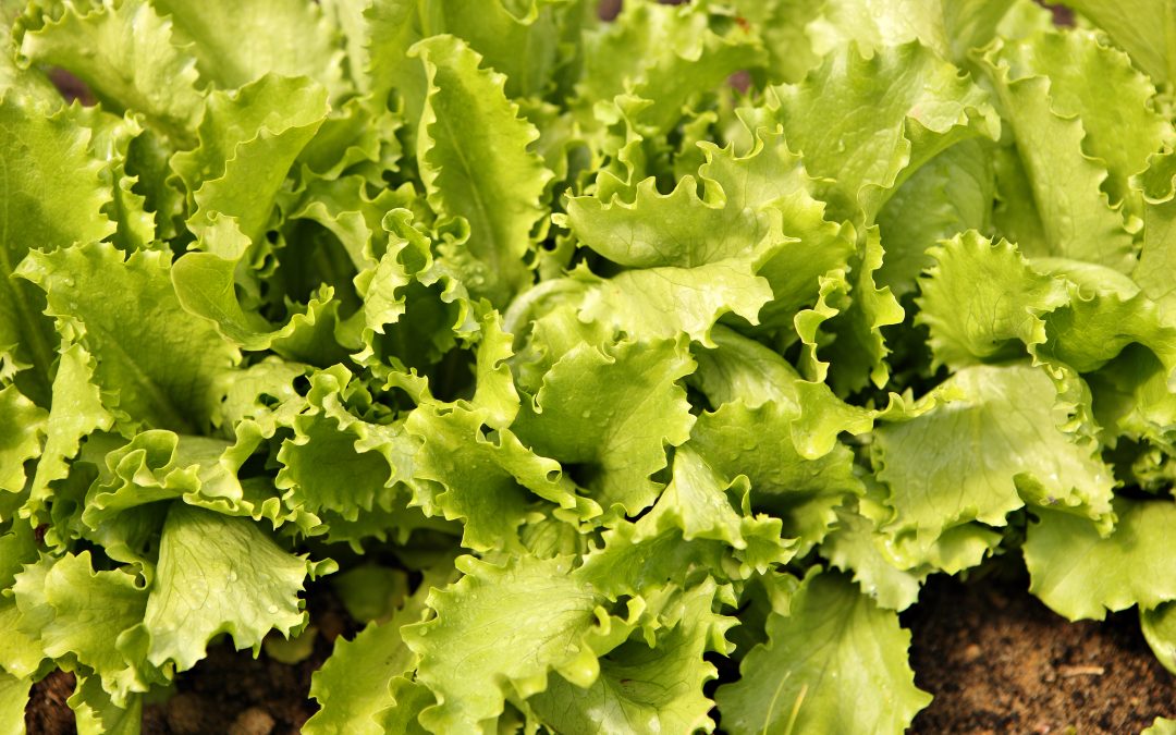 Alface: Queda no preço após redução nas chuvas