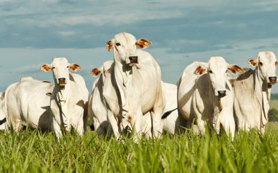 Pecuária impulsiona reação do PIB agrícola no terceiro trimestre de 2024
