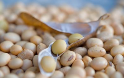 Mercado de soja segue travado por divergência entre compradores e vendedores