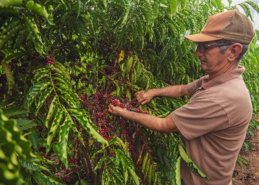 250211_RobustaAmazônico_Diego_Gurgel_Produtor Vanderley de Lara na colheita de café_Acrlândia Acre Fotos: Diego Gurgel