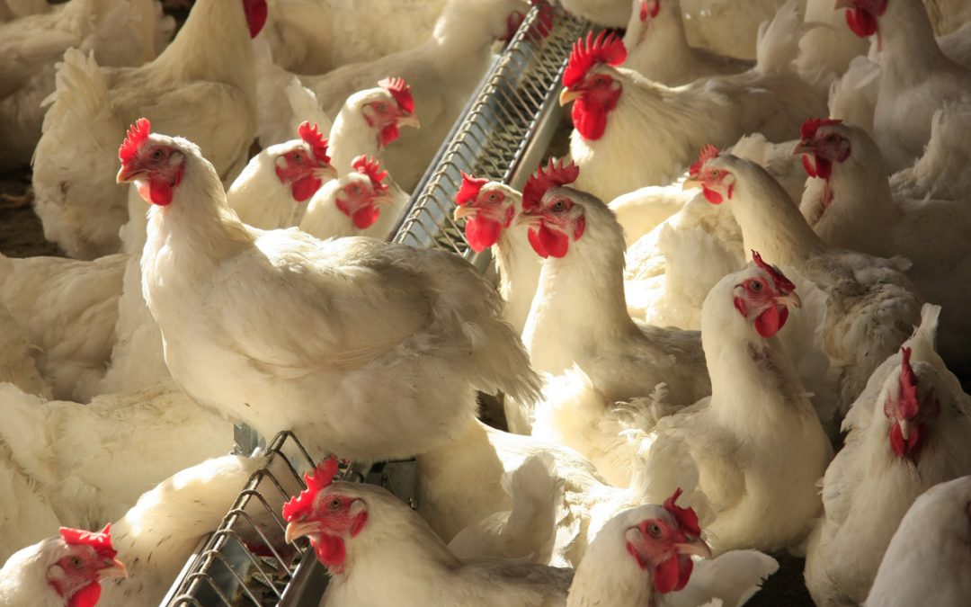 Arábia Saudita retoma importações de carne de aves do RS