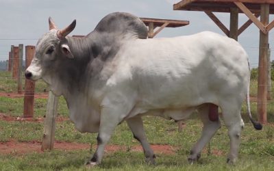 Boi gordo: cenário de baixa nos preços, mas com tendência de recuperação