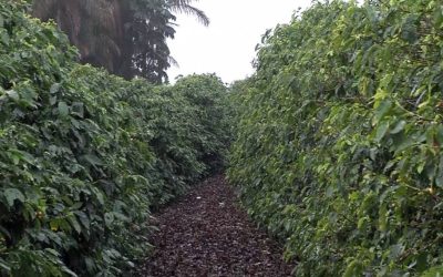 Colheita de arábica na reta final aponta rendimento abaixo do esperado