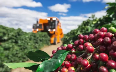 Colheita de café em fevereiro? Entenda os riscos!