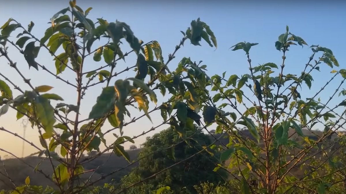 cafe_pe_1200x675_28092023155922