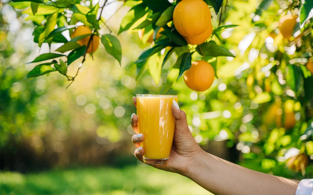 Brasil deve liderar exportações de suco de laranja na safra 2024/25