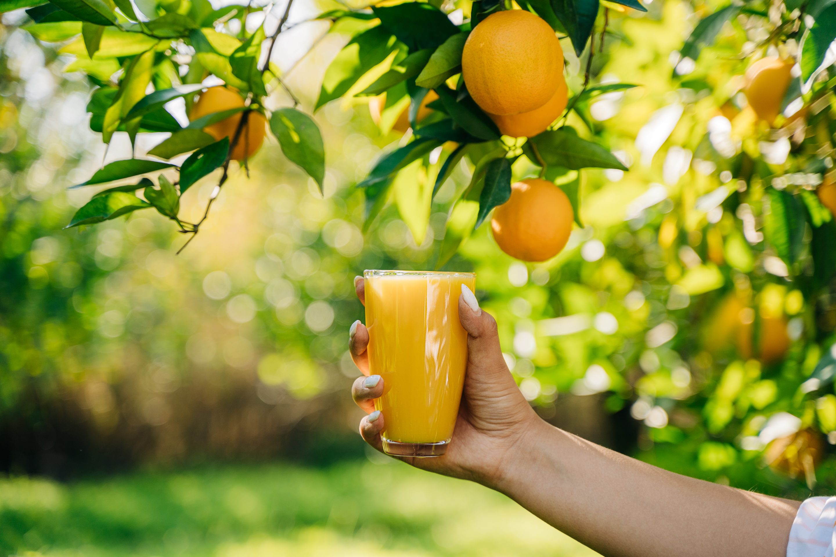Closeup hand holding a glass of fresh organic citrus juice beverage lemonade, under the ripe orange tree branch in the orangery orchard garden farm on background
