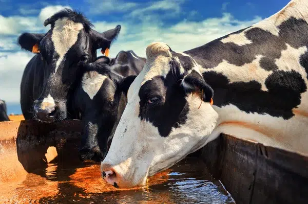 depositphotos_75180783-stock-photo-herd-of-cows-drinking-water