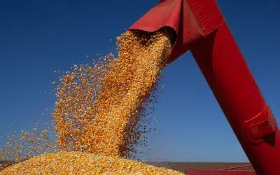 Milho pode chegar a R$ 100,00? Mercado segue em alta