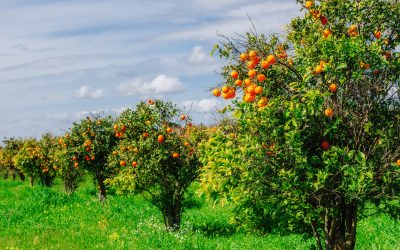 Queda na qualidade das laranjas afeta preços e produção de sucos