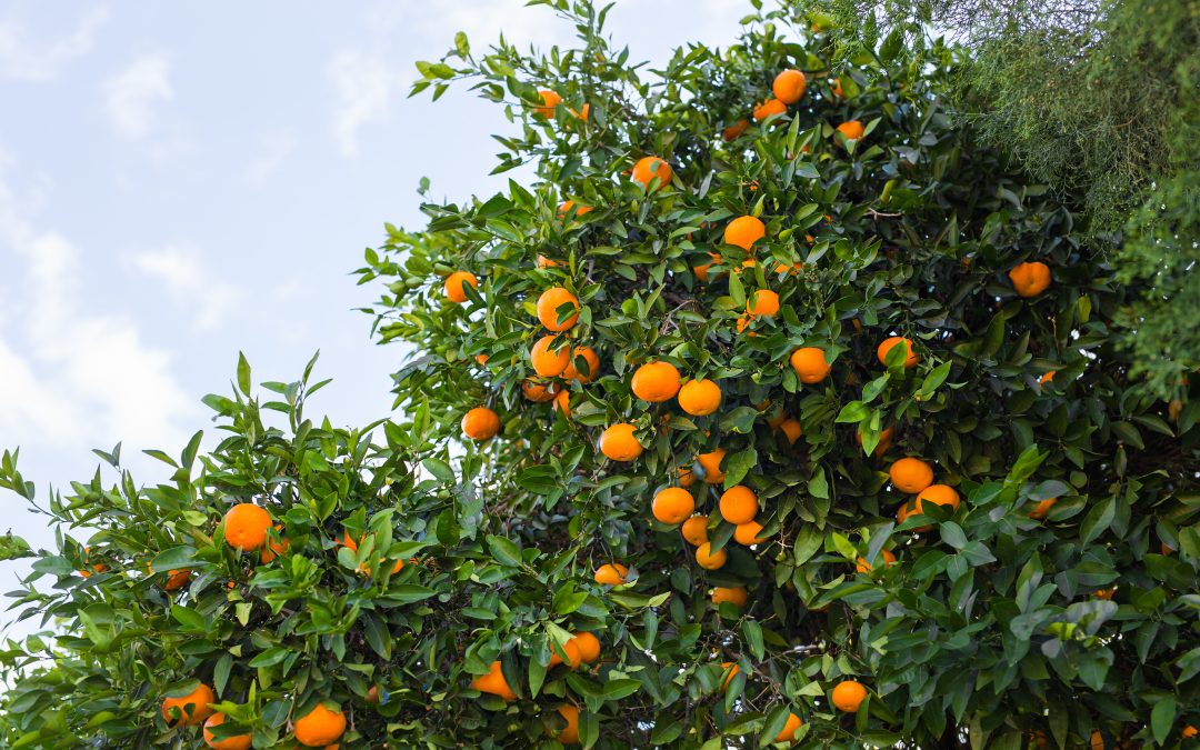 Estimativa da safra de laranja 2024/25 aponta aumento de produção