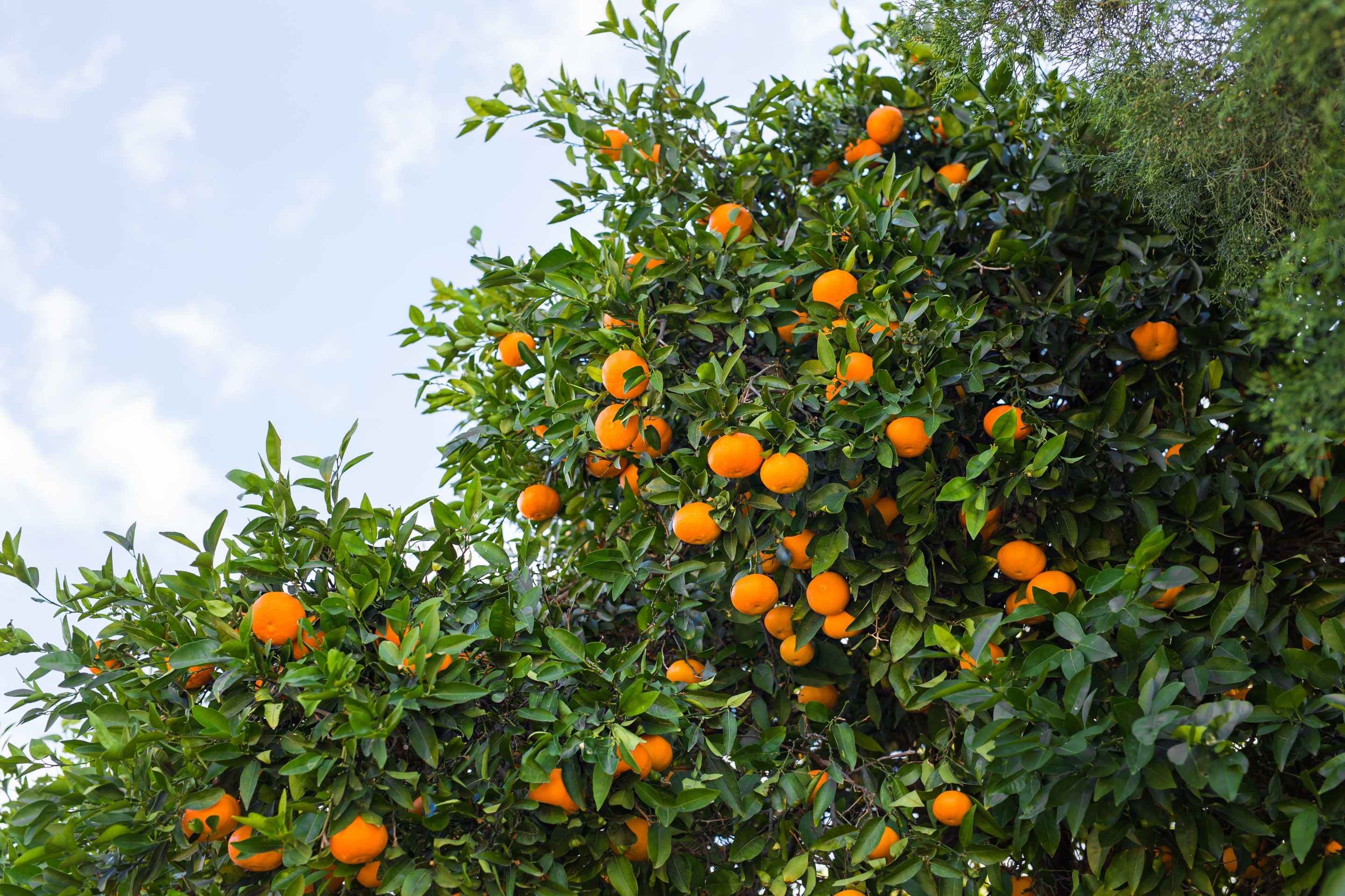 orange trees plantations