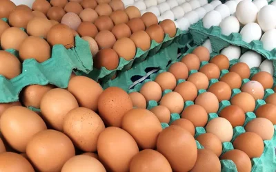 Aumento no preço dos ovos: entenda o que está por trás da alta?