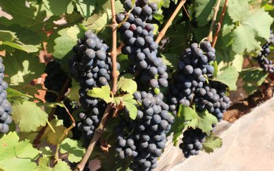 Epamig lança vinho rosé, ideal para os dias mais quentes