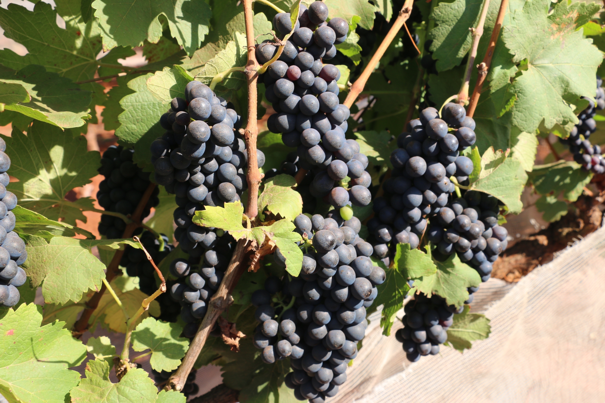 uva-syrah-foto-erasmo-pereira-ascom-epamig (1)