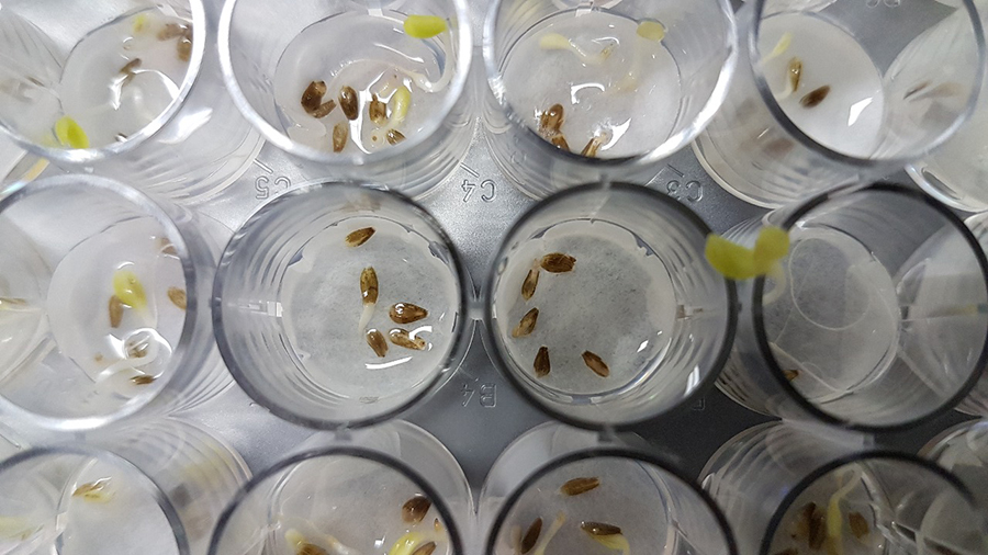 250305_FungoAntartica 2