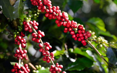Veranico impacta granação dos cafeeiros no Sul de Minas