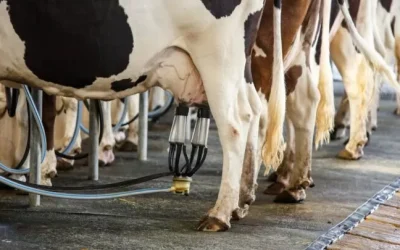Preço do leite sobe 2,7%, mas balança comercial segue no vermelho