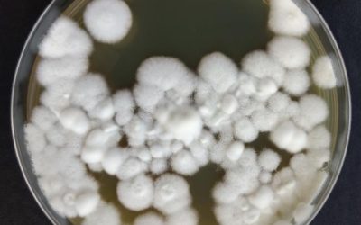 Pesquisa revela estratégia para controle de pragas agrícolas com fungo modificado