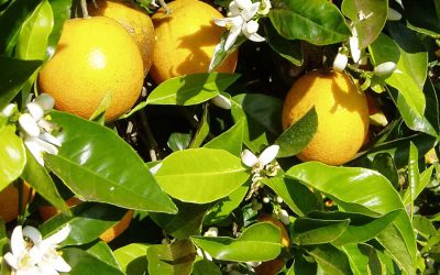 Avanço do Greening muda mapa da Citricultura no Brasil