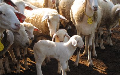 Pesquisa deve impulsionar a produção do Ovino Pantaneiro