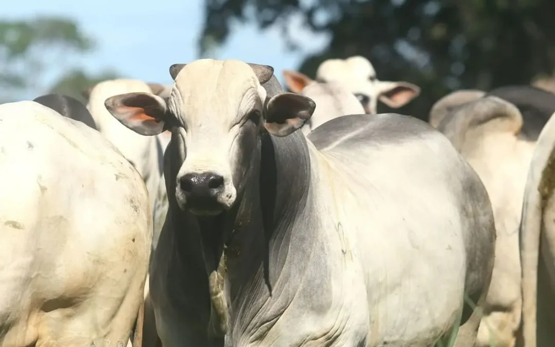 Arroba do boi gordo volta a cair com escalas de abate folgadas