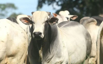 Arroba do boi gordo volta a cair com escalas de abate folgadas