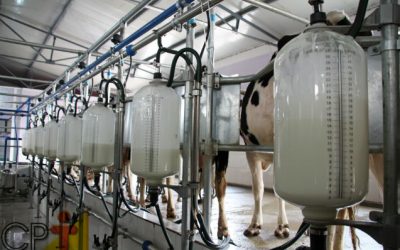 Produção de leite cresce 3,1% e registra segunda maior captação da história