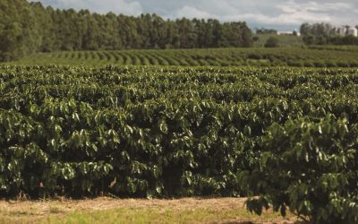 Veranico no café: altas temperaturas e escaldadura ameaçam lavouras