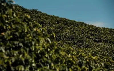 Pode faltar café? Entenda cenário que tem preocupado setor