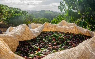 Café: alta nas cotações gera oportunidades para o produtor