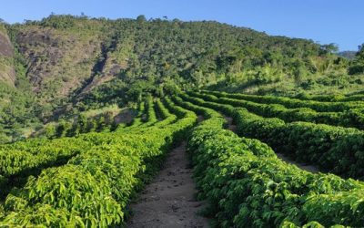 Safra 2025: Espírito Santo projeta colheita positiva para o café conilon