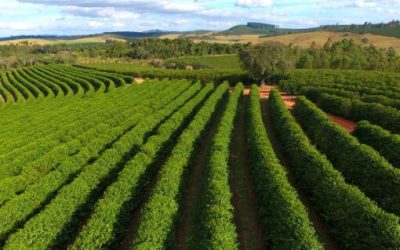 Possível retorno da La Niña e tendência de tempo seco marcam reta final de abril no café