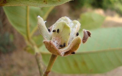 Embrapa descobre 60 espécies de insetos no Brasil